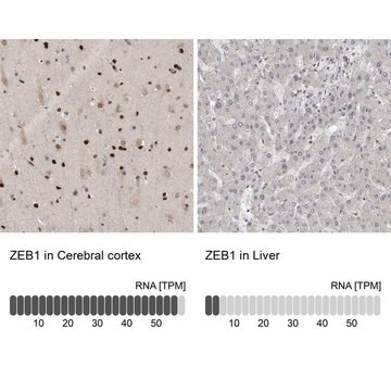 抗-ZEB1 兔抗 Prestige Antibodies&#174; Powered by Atlas Antibodies, affinity isolated antibody, buffered aqueous glycerol solution