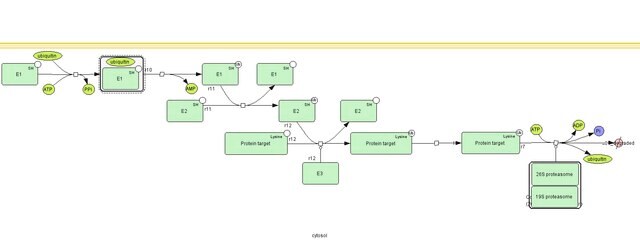 Ubiquitin, GST-Fusion, Recombinant, E. coli