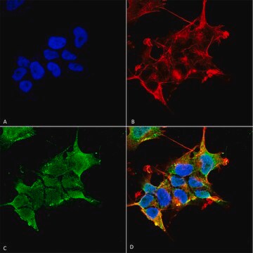 Monoclonal Anti-GABA A Receptor-PerCP antibody produced in mouse clone S398A-34