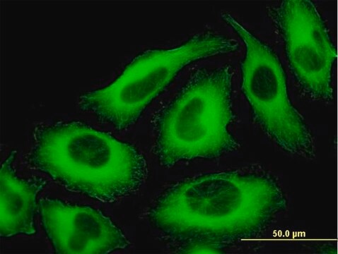 Monoclonal Anti-TUBA6 antibody produced in mouse clone 1D2-H5, purified immunoglobulin, buffered aqueous solution