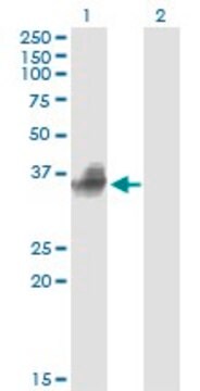 Monoclonal Anti-FCGR2B antibody produced in mouse clone 1A9, ascites fluid, solution