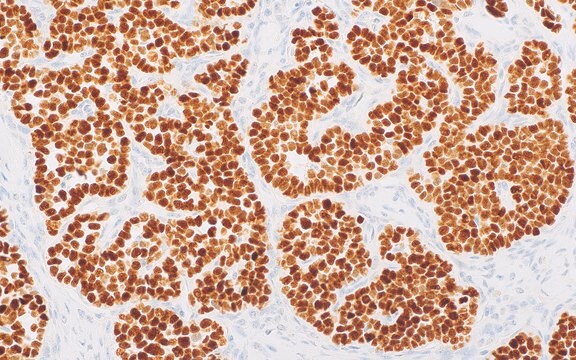 INSM1 (MRQ-70) Rabbit Monoclonal Antibody clone MRQ-70, unconjugated, Cell Marque&#8482;