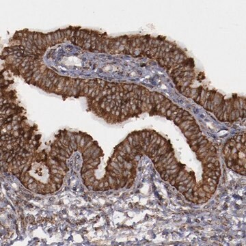 抗ERLIN2 ウサギ宿主抗体 Prestige Antibodies&#174; Powered by Atlas Antibodies, affinity isolated antibody, buffered aqueous glycerol solution