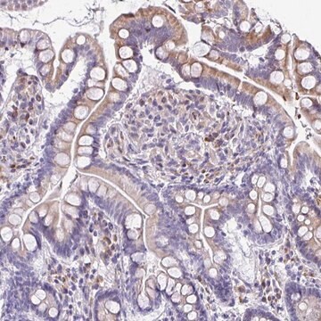 Anti-FIBCD1 antibody produced in rabbit Prestige Antibodies&#174; Powered by Atlas Antibodies, affinity isolated antibody, buffered aqueous glycerol solution