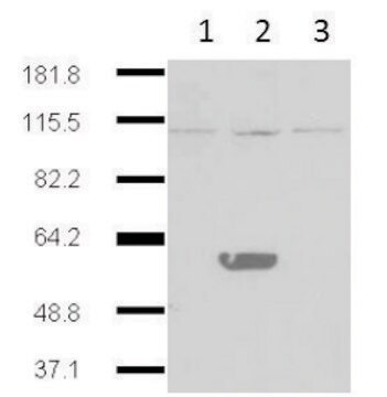 Monoclonal Anti-IDO2 antibody produced in mouse clone 1HC, purified immunoglobulin