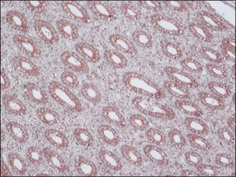 Monoclonal Anti-P-Glycoprotein (MDR) antibody produced in mouse clone F4, ascites fluid