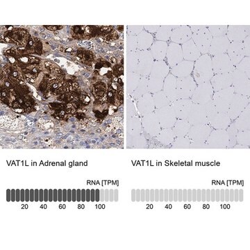 Anti-VAT1L antibody produced in rabbit Prestige Antibodies&#174; Powered by Atlas Antibodies, affinity isolated antibody, buffered aqueous glycerol solution