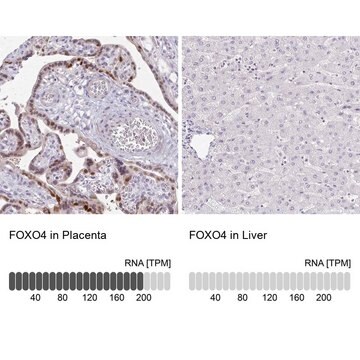 抗FOXO4抗体 ウサギ宿主抗体 Prestige Antibodies&#174; Powered by Atlas Antibodies, affinity isolated antibody, buffered aqueous glycerol solution