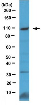 Anti-Brd4 Antibody serum, from rabbit