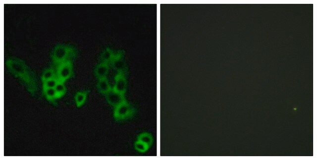 Anti-Encephalopsin antibody produced in rabbit affinity isolated antibody