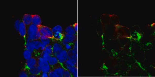 抗-Cas9 from rabbit, purified by affinity chromatography