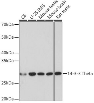 Przeciwciało anty-14-3-3 Theta, klon 9G6M4, królicze monoklonalne