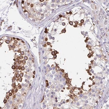 Anti-CLGN antibody produced in rabbit Prestige Antibodies&#174; Powered by Atlas Antibodies, affinity isolated antibody, buffered aqueous glycerol solution