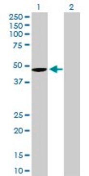 Anti-WNT5B antibody produced in mouse purified immunoglobulin, buffered aqueous solution