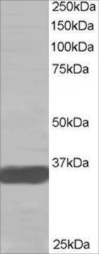 抗MRGX抗体 ヤギ宿主抗体 affinity isolated antibody, buffered aqueous solution