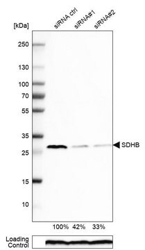 Anti-SDHB antibody produced in rabbit Prestige Antibodies&#174; Powered by Atlas Antibodies, affinity isolated antibody, buffered aqueous glycerol solution