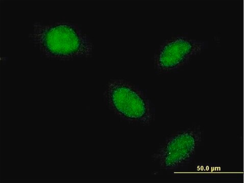 Monoclonal Anti-AHR antibody produced in mouse clone 4G7, purified immunoglobulin, buffered aqueous solution