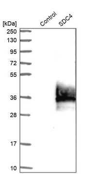 抗SDC4抗体 ウサギ宿主抗体 Prestige Antibodies&#174; Powered by Atlas Antibodies, affinity isolated antibody, buffered aqueous glycerol solution