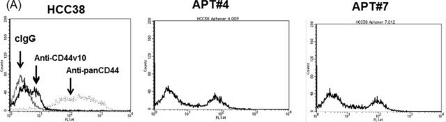 Anti-CD44v10 Antibody, exon v10 Chemicon&#174;, from rabbit