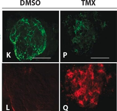 Anti-Vimentin Antibody serum, Chemicon&#174;