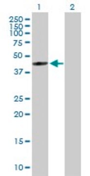 Anti-FDFT1 antibody produced in mouse purified immunoglobulin, buffered aqueous solution