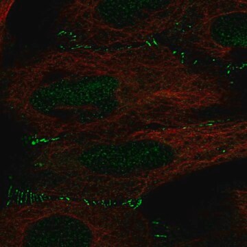 Anti-ALKBH6 antibody produced in rabbit Prestige Antibodies&#174; Powered by Atlas Antibodies, affinity isolated antibody