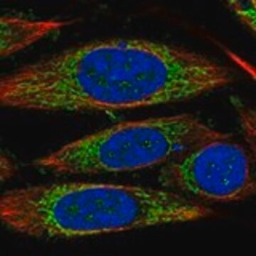 Anti-TIMM44 antibody produced in rabbit Prestige Antibodies&#174; Powered by Atlas Antibodies, affinity isolated antibody, buffered aqueous glycerol solution