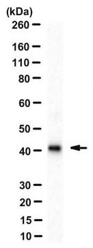 Anticorpo AntiLINE-1 ORF1p, clone 4H1 clone 4H1, from mouse