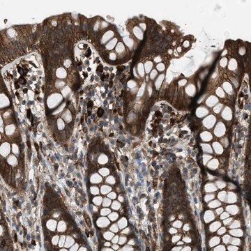 Anti-BAG4 antibody produced in rabbit Prestige Antibodies&#174; Powered by Atlas Antibodies, affinity isolated antibody, buffered aqueous glycerol solution