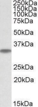 Anti-MAPRE3 antibody produced in goat affinity isolated antibody, buffered aqueous solution