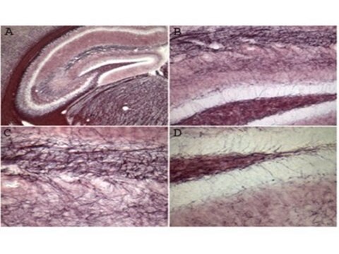 Black Gold II Myelin Staining Kit