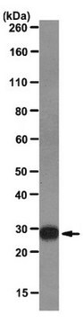 Anticuerpo anti-galectina -3, clon M3/38 clone M3/38, from rat