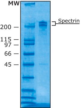 スペクトリン ヒト赤血球由来 buffered aqueous glycerol solution