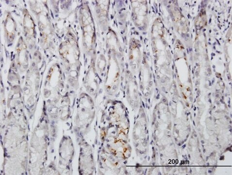 Anti-BAG4 antibody produced in mouse IgG fraction of antiserum, buffered aqueous solution