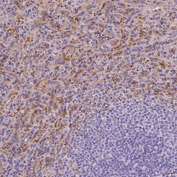 抗-SLC40A1 兔抗 Prestige Antibodies&#174; Powered by Atlas Antibodies, affinity isolated antibody, buffered aqueous glycerol solution