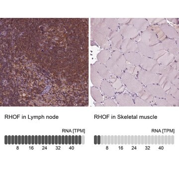 Anti-RHOF Prestige Antibodies&#174; Powered by Atlas Antibodies, affinity isolated antibody