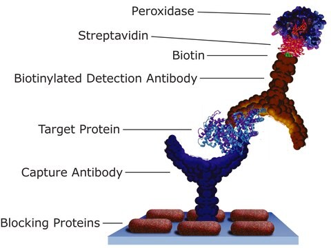 Estreptavidina from Streptomyces avidinii recombinant, expressed in E. coli, lyophilized powder