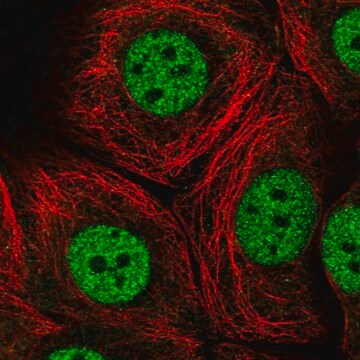 Anti-MED13 antibody produced in rabbit Prestige Antibodies&#174; Powered by Atlas Antibodies, affinity isolated antibody