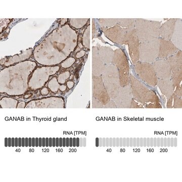 Anti-GANAB antibody produced in rabbit Prestige Antibodies&#174; Powered by Atlas Antibodies, affinity isolated antibody, buffered aqueous glycerol solution