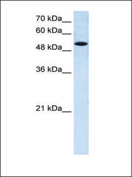 Anti-SLC25A25 antibody produced in rabbit affinity isolated antibody