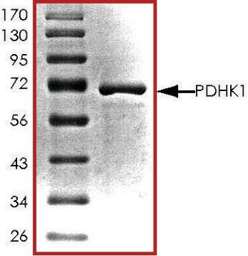 PDHK1, active, GST tagged human PRECISIO&#174; Kinase, recombinant, expressed in baculovirus infected Sf9 cells, &#8805;70% (SDS-PAGE), buffered aqueous glycerol solution