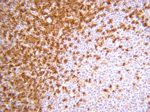 Anti-CD45RA-Antikörper, Klon MEM 56 clone MEM 56, from mouse