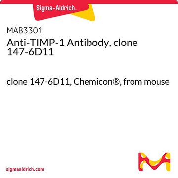 Anti-TIMP-1 Antibody, clone 147-6D11 clone 147-6D11, Chemicon&#174;, from mouse