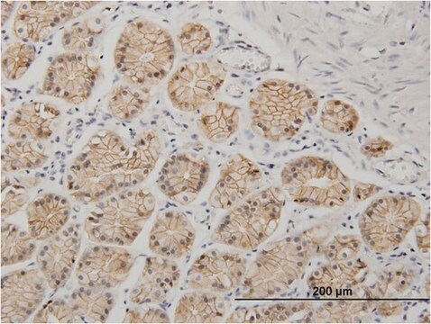 Monoclonal Anti-CDH1 antibody produced in mouse clone 3F4, purified immunoglobulin, buffered aqueous solution