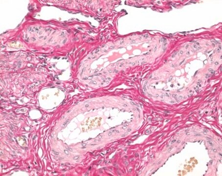 Weigert&#8242;s iron hematoxylin kit for nuclear staining in histology