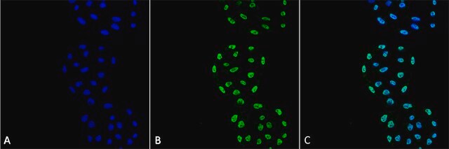 Monoclonal Anti-PP5-Atto 390 antibody produced in mouse clone 2E11