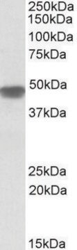 Anti-NDUFS2 antibody produced in goat affinity isolated antibody, buffered aqueous solution