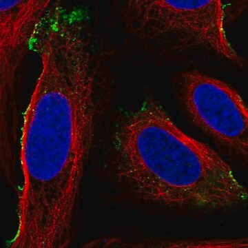 Anti-Mst1 Antibody Produced In Rabbit Prestige Antibodies&#174; Powered by Atlas Antibodies, affinity isolated antibody, buffered aqueous glycerol solution