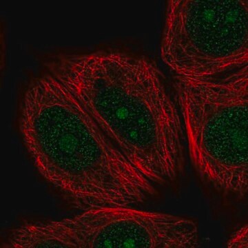 Anti-NOM1 antibody produced in rabbit Prestige Antibodies&#174; Powered by Atlas Antibodies, affinity isolated antibody