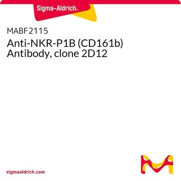 Anti-NKR-P1B (CD161b) Antibody, clone 2D12